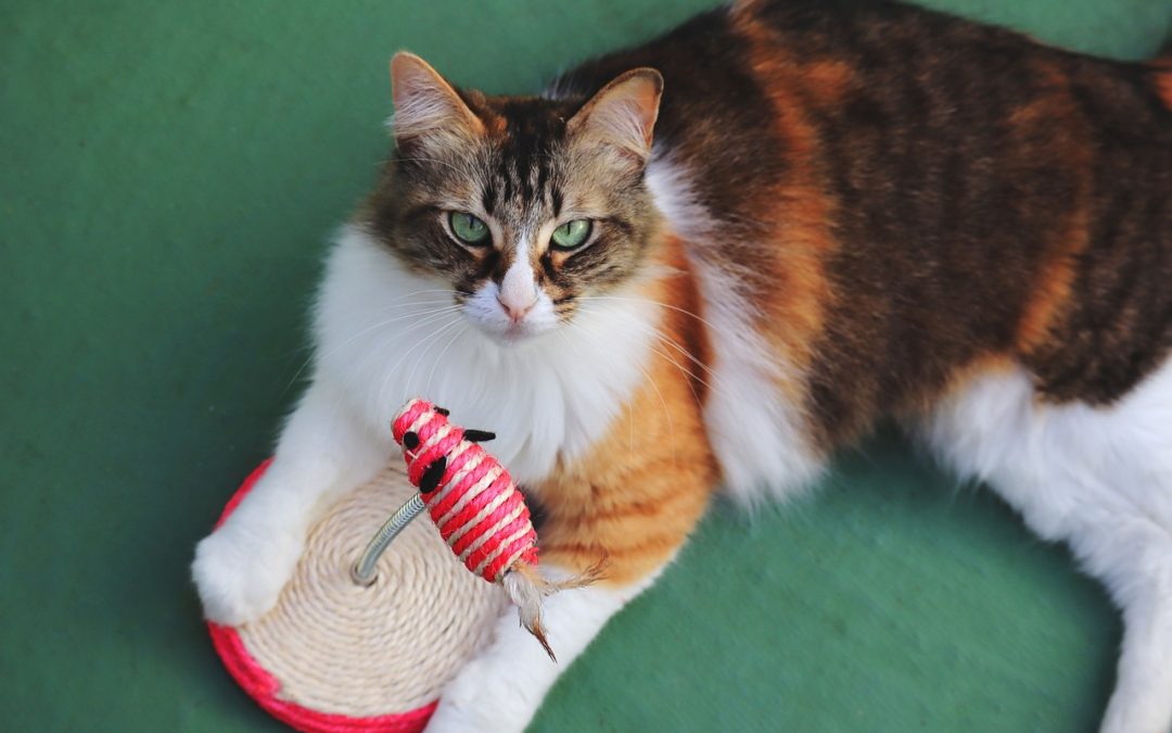 The Best Toys for Cats